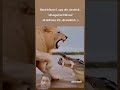 #india #cat