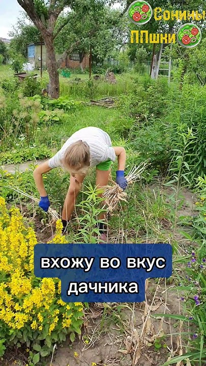 🥬Дачники поймут😉😜😅#дача #деревня #сорняки #огород - YouTube