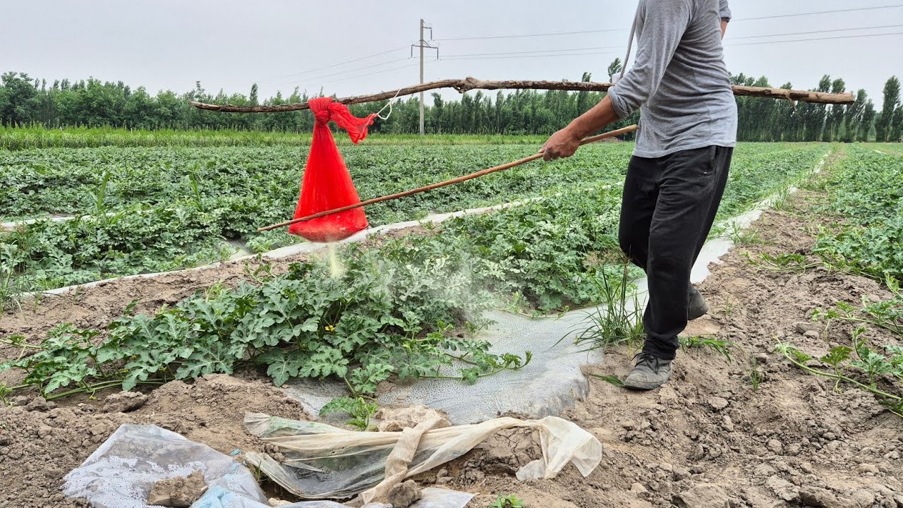 №15🍉 Тарвузга олтин гугурт  сепса бўладими?