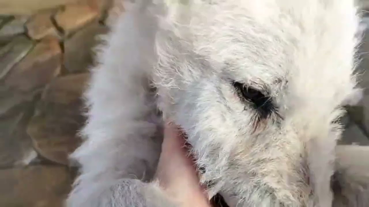 Zuhause gesucht - Lana