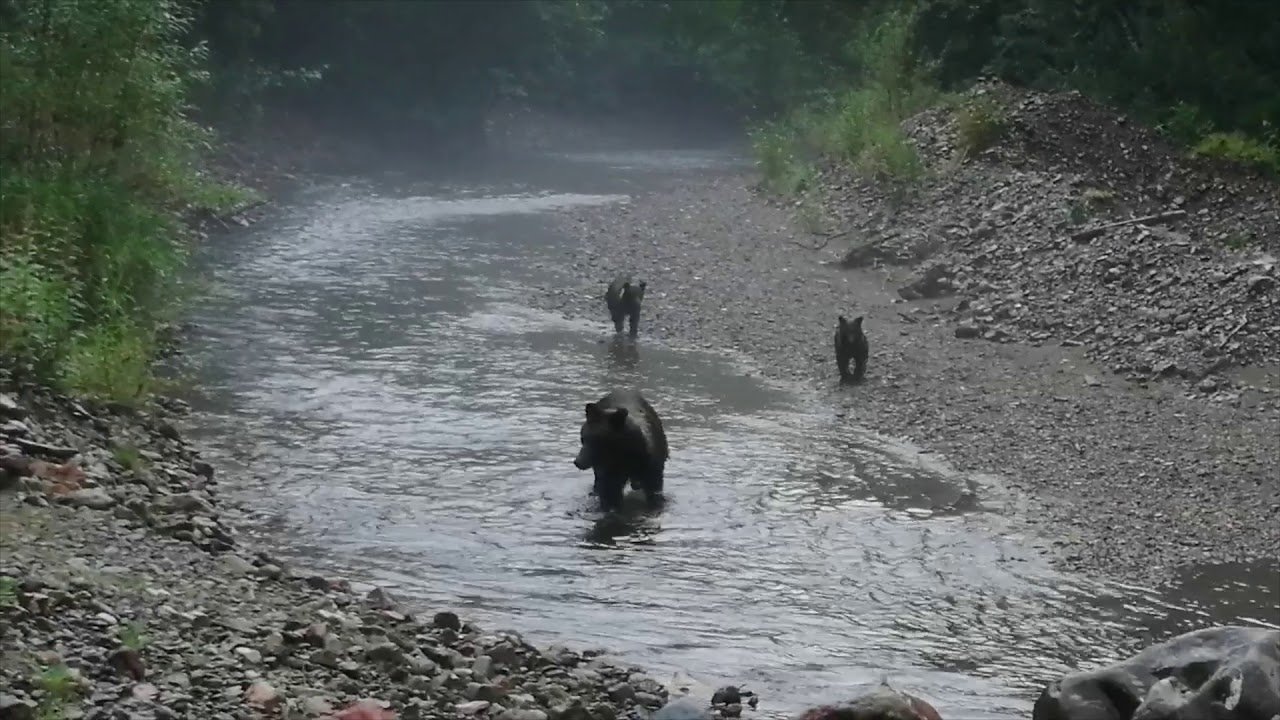 Медведицы с выводками вышли на нерест на Курильском озере