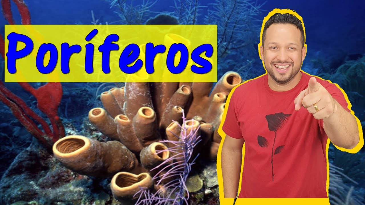Poríferos - Filo Porifera - Características Gerais - Invertebrados - Zoologia