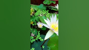 Thumbnail of Like the water lily,our beauty shines brightest whn we rise above adversity #music #waterlily #rain