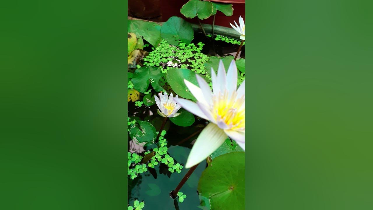 Like the water lily,our beauty shines brightest whn we rise above adversity #music #waterlily #rain