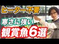 【みんな知らない】水槽用ヒーター無しでも飼育できる観賞魚6選！管理の方法と注意点も紹介【アクアリウム】