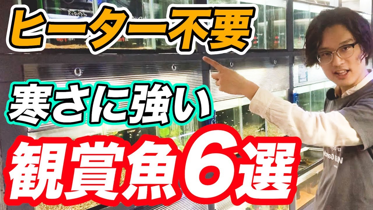 【みんな知らない】水槽用ヒーター無しでも飼育できる観賞魚6選！管理の方法と注意点も紹介【アクアリウム】