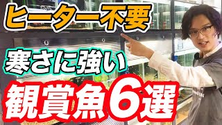 【みんな知らない】水槽用ヒーター無しでも飼育できる観賞魚6選！管理の方法と注意点も紹介【アクアリウム】
