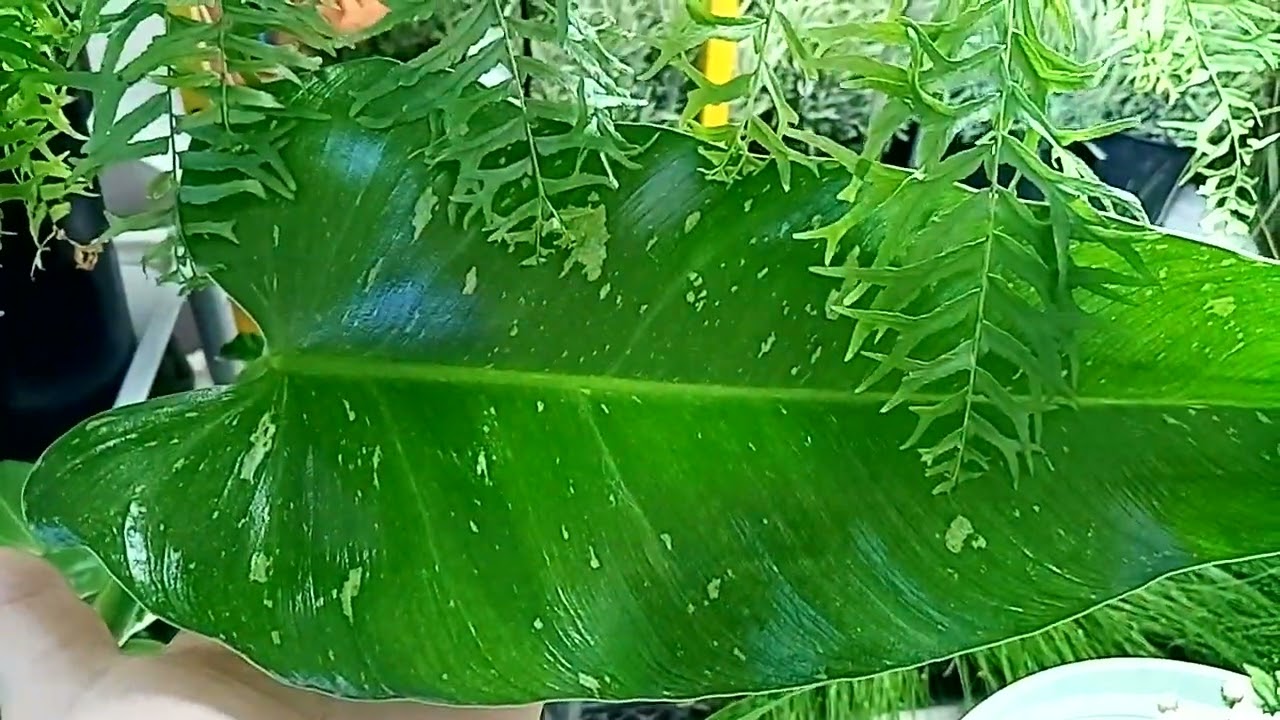 Выставка 5-6 октября в Галактике. Комнатные растения и не только.