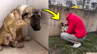 Helpless Dog Tied To A Fence What Happened Next Will Melt Your Heart