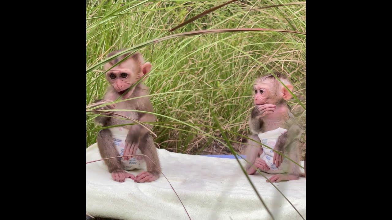 #baby monkey #baby monkeys #baby monkey Attacked #baby monkey crying #