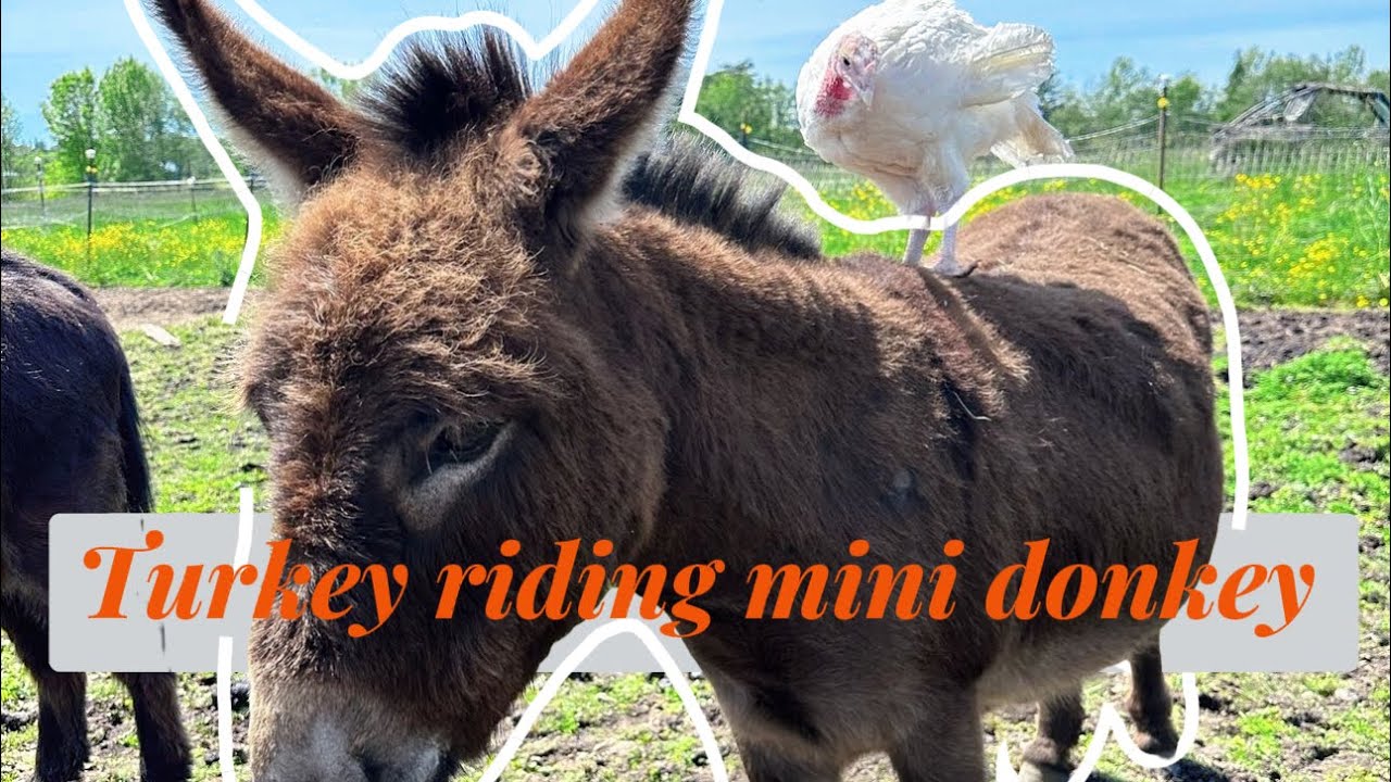 Turkey Riding Donkey Turkey Poult Riding Miniature Donkey 🦃🫏 - YouTube