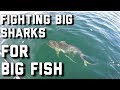 Gambar cover Offshore Kayak Fishing | Catching BIG COBIA under HUGE SHARKS