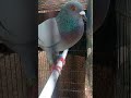 pulang latihan dari Cikampek #merpatipos #pigeon