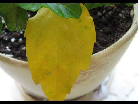 Видео: Гибискус теряет листья - узнайте об опадании листьев на растениях гибискуса