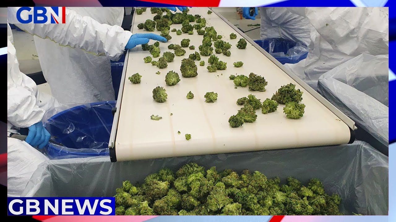 A third of police officers unaware of cannabis prescription laws