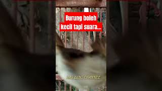 Download Lagu Suara Pikat Burung Flamboyan Bawel MP3