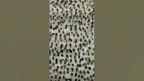 سورة الزلزلة بصوت الشيخ بدر بن محمد التركي من المسجد الحرام