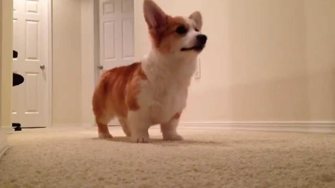 corgi puppies playing