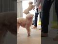 突然来た助っ人に大喜びする三桜 #dog #トイプードル #犬のいる生活 #toypoodle #犬