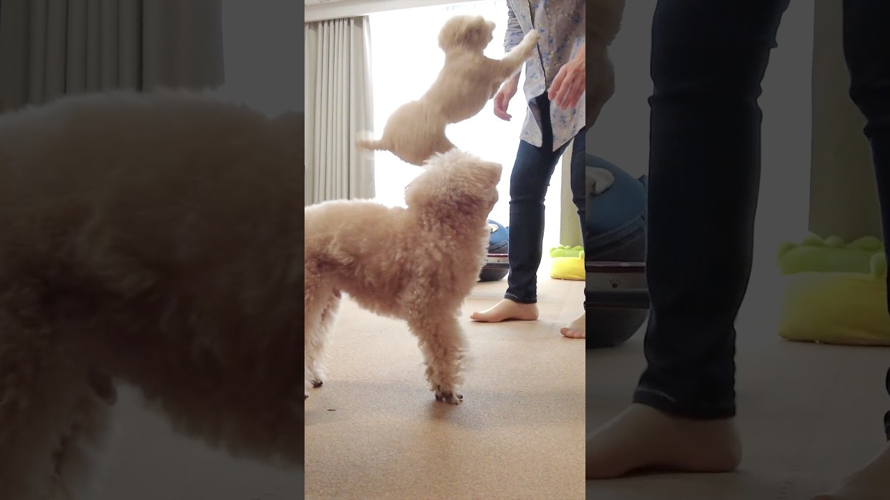 突然来た助っ人に大喜びする三桜 #dog #トイプードル #犬のいる生活 #toypoodle #犬