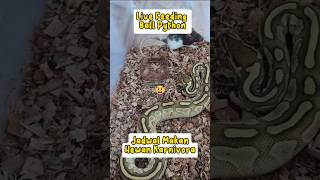 Memberi Makan Ball Python Warning  Feeding Not Animal Abuse ballpython indonesia reptiles