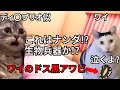 【猫ミーム】ディカプリオ似の彼氏がワイのドス黒アワビをもろともせずご馳走様した話＃猫マニ＃猫ミーム