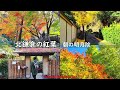 【4K】北鎌倉の紅葉 朝の明月院（字幕をオンにして見て下さい）
