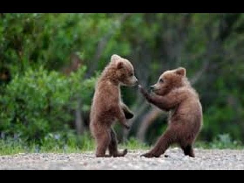 子熊の空手 Karate Grizzly Bear Cubs Youtube