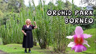 Sarawak Orchid Garden with Towering Vandas & Bamboo Orchids
In this video we visit the beautiful, extensive and immaculate Sarawak DBKU Orchid Park. Expect to see enormous terete vandas, giant bamboo orchids, Bornean natives like Phalaenopsis bellina, Grammatophyllum and much more.
Orchid Park website...
https://dbku.sarawak.gov.my/page-0-411-98-tid.html
Photo Credits...
https://commons.wikimedia.org/wiki/File:VandaMissJoaquim.jpg
✿Buy my Book❀ https://www.lulu.com/shop/rachel-darlington/journal-of-an-irish-garden/paperback/product-1kmk6ywe.html
✿Buy my EBook❀ https://www.lulu.com/shop/rachel-darlington/my-windowsill-monsters/ebook/product-78r5vy.html
✿Buy me a Coffee❀ https://www.paypal.com/cgi-bin/webscr?cmd s-xclick&hosted_button_id=5Y65BZFYUUCFL&source=url
✿Become Channel Member❀ https://www.youtube.com/channel/UCU1w33lQmxW2satXeX4X-sQ/join
✿Follow on Facebook❀ https://www.facebook.com/DouentzaGarden/
✿Follow on Instagram❀ https://www.instagram.com/douentzagarden/
✿Bulbs❀ www.bulbi.nl & www.bulbi.co.uk (10% discount code : RACHEL10 )
✿Poly Greenhouse❀ www.organicgarden.ie (€100 discount : mention Douentza)
✿Potting Mixes❀ www.sybotanica.com (10% discount code : RACHELDARLINGTO)
#orchidgarden #orchidpark #sarawakorchid #borneoorchid Sarawak Orchid Garden with Towering Vandas & Bamboo Orchids