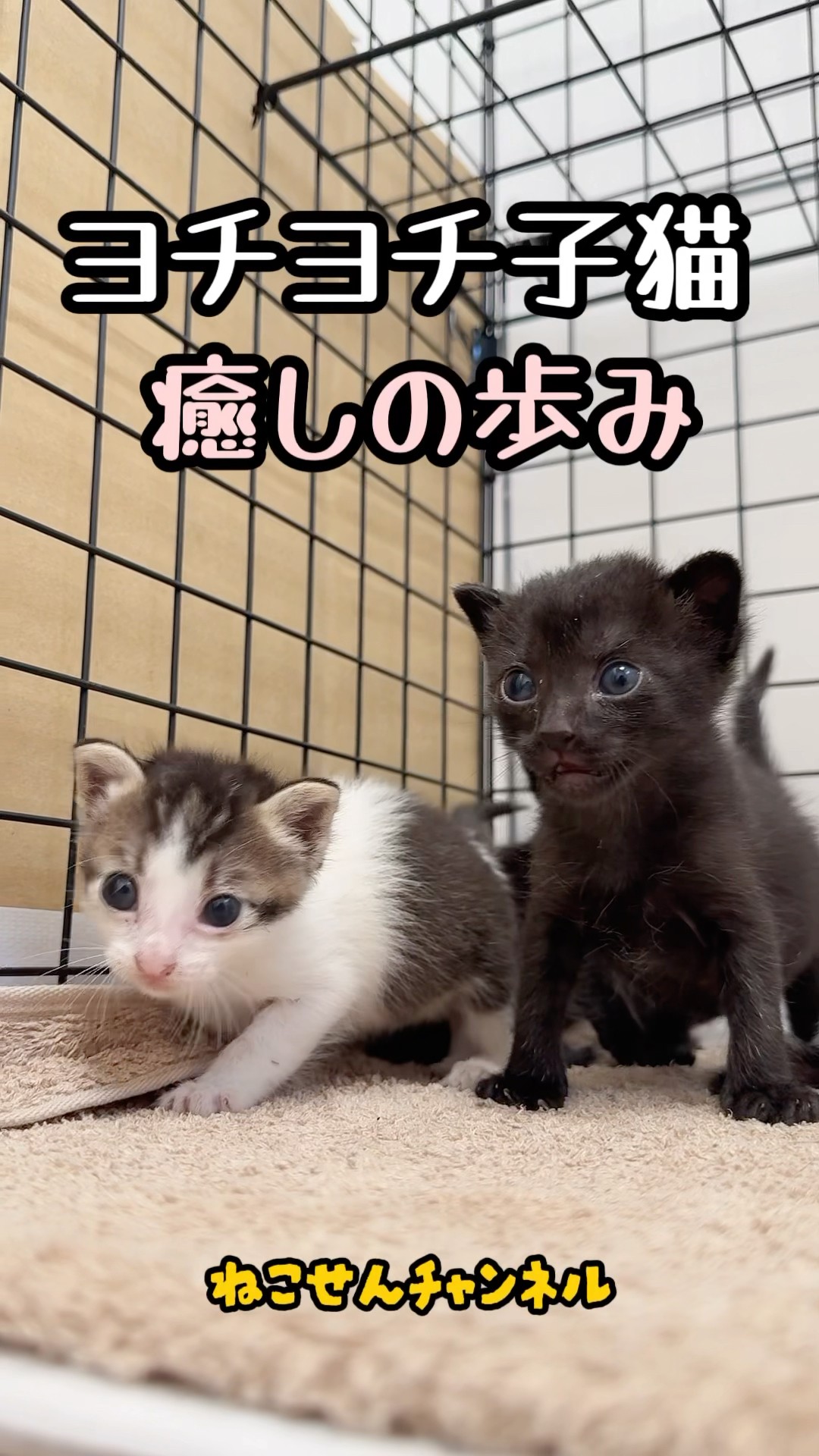 とある猫様せんよう REP-600 猫除けセンサー 猫しっし | ムサシ / 通販のジャンブレ