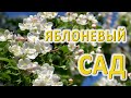 Яблоневый сад // цветы 2019 / видео 4к Nikon D500