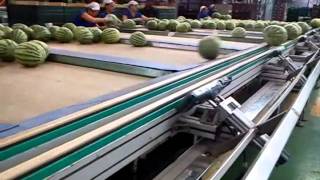 Líneas de envasado para Melones y Sandias
