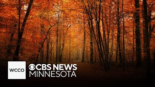 When will fall colors peak in Minnesota
