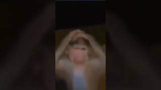 Dünyası Başına Yıkılan Maymun