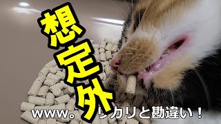 特大サイズの猫のトイレ！想定外の事が起きました