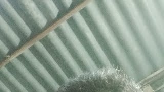 Download Lagu pecel lele viral muhammad manysur MP3