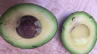 Video thumbnail of "The Avocado Song"