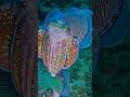 Non Squids can change colors. Cuttlefish