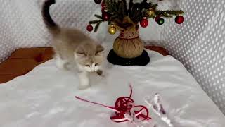 Sepia Smoke and White RagaMuffin Kitten by Velvet RagaMuffin Kittens 21 views 3 months ago 1 minute, 24 seconds