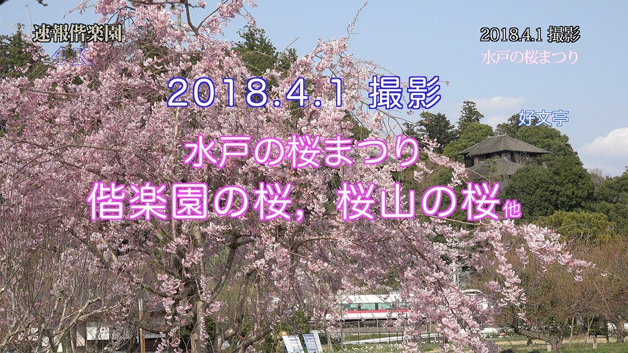 18 4 1撮影 水戸の桜まつり 偕楽園の桜 桜山の桜 雪柳など Youtube