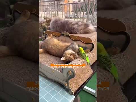 Видео: Удивительная дружба! Это нонсенс – кот и попугай. Очень весело: просто смотрите!