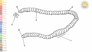 Earthworm diagram EASY, How to draw Earthworm diagram step by step, Outline drawings