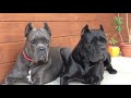 11 Facts You Need to Know Before Buying a Cane Corso