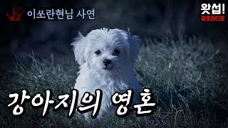 [체험실화] 강아지의 영혼왓섭! 공포라디오