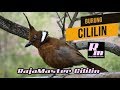 Masteran Burung Cililin Terapy Suara Air Mp3 - Mp4 Download