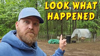LOOK WHAT I DID |tiny house, homesteading off-grid cabin build DIY HOW TO sawmill tractor tiny cabin