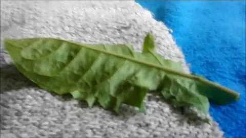 Jak začít s přemírou želv?
