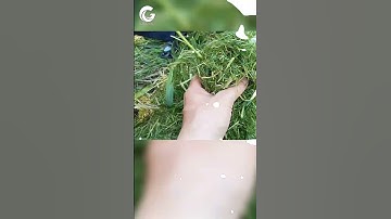 Chiến binh đánh bay mọi loại cỏ cứng đầu - Máy cắt cỏ GY800 #globalcheck #maycatco