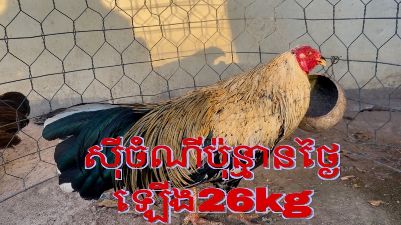Part 65, សុីចំណីប៉ុន្មានថ្ងៃឡើង26kg#មាន់នាំចូល