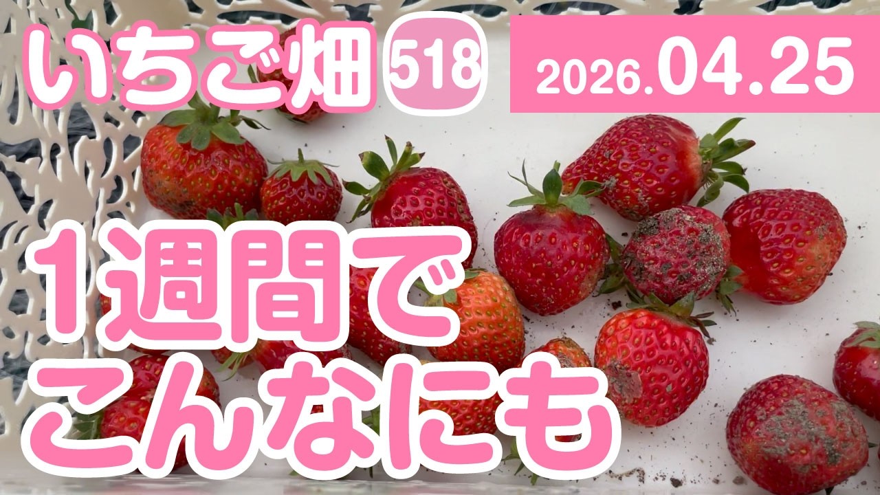 イチゴ畑 いちご畑【518】1週間でこんなにも取れました - YouTube
